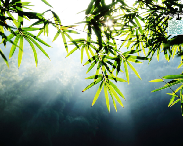 如何拍花開文案句子簡短