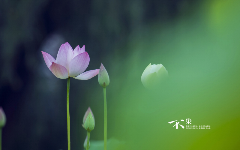 如何寫升級文案范文